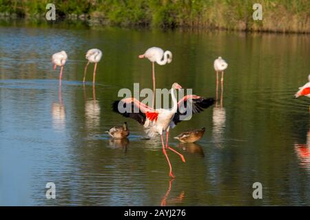 Un Grand flamango (Phoenicopterus roseus) débarque au Parc des oiseaux Pont de Grau, réserve de biosphère désignée par l'UNESCO, près de Saintes Marie de la M Banque D'Images