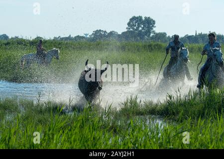 un taureau de Camargue est heré à travers les marais de la Camargue dans le sud de la France. Banque D'Images