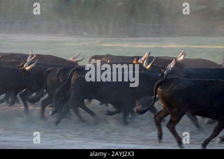 Un troupeau de taureaux de Camargue est heré en Camargue dans le sud de la France. Banque D'Images