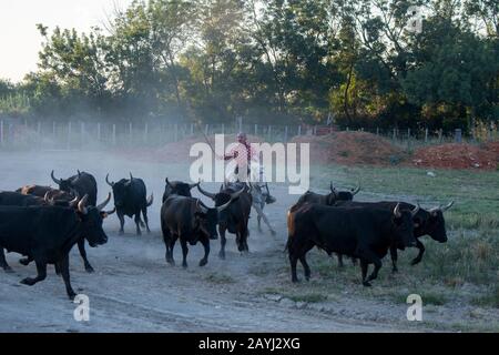 Un troupeau de taureaux de Camargue est heré en Camargue dans le sud de la France. Banque D'Images