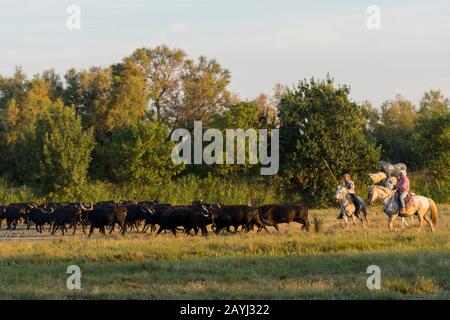 Un troupeau de taureaux de Camargue est heré en Camargue dans le sud de la France. Banque D'Images