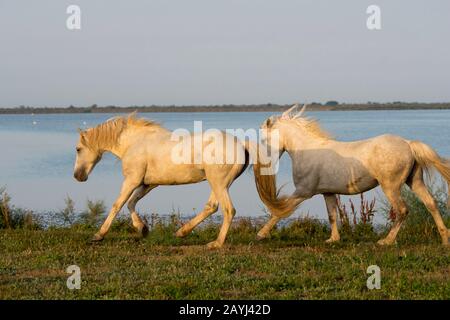 Deux tiges de Camargue sur la rive d'un lac en Camargue dans le sud de la France. Banque D'Images