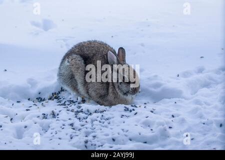 Lapin sauvage. Lapin Cottontail sur la neige sous le convoyeur d'oiseaux. Banque D'Images