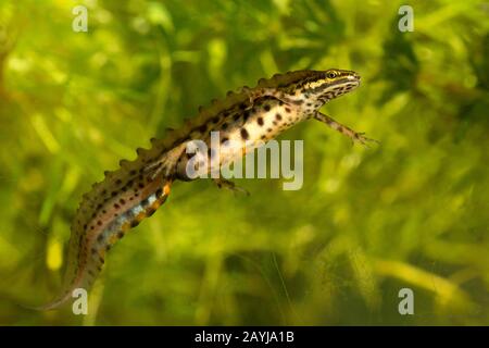 Smooth newt (Triturus vulgaris, Lissotriton vulgaris ), nage masculine, Belgique, Flandre Orientale Banque D'Images