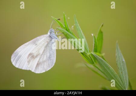 Bois blanc papillon, bois blanc (Leptidea sinapis), vue latérale, France, Indre, la Brenne Banque D'Images