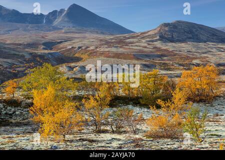 Bouleau (Betula spec.), toundra avec lichens rennes, Cladonia rangiferina, Norvège, Oppdal, Parc national de Rondane Banque D'Images