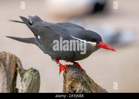 Inca tern (Larosterna inca), perching sur bois mort, vue latérale, Zoo HD Banque D'Images