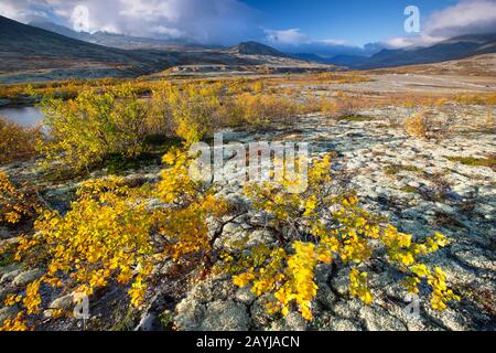 Bouleau nain lisse, bouleau nain, bouleau nain, bouleau nain (Betula nana), toundra avec des oiseaux et des berges dans le parc national de Rondane en automne, Norvège, Parc national de Rondane Banque D'Images