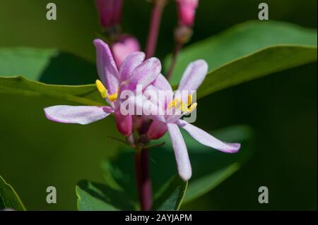 Le chèvredu tartre (Lonicera tatarica), fleurs Banque D'Images