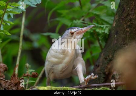 Petite bittern (Ixobrychus minutus), promenades à travers le cricket, Allemagne, Bavière, Niederbayern, Basse-Bavière Banque D'Images