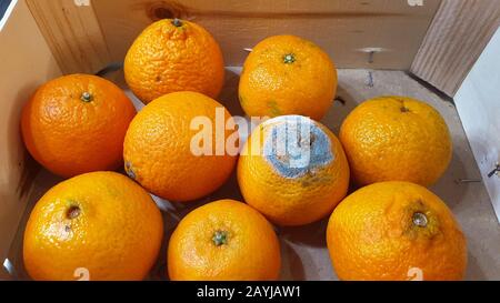 Orange (Citrus sinensis), orange moulé dans une boîte orange, Allemagne Banque D'Images