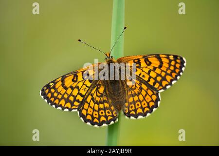 Fritillaire de Glanville (Melitaea cinxia, Melicta cinxia), assise sur une tige, vue d'en haut, France, Indre Banque D'Images