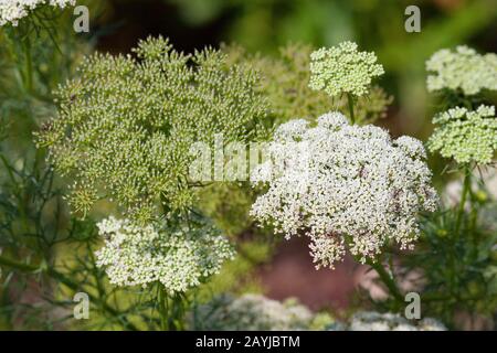 Pick Tooth, Bisnaga, Toothpickweed, Khella (Ammi Visnaga, Daucus Visnaga), Floraison, Italie, Sardaigne Banque D'Images