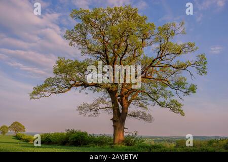 Chêne commun, chêne pedunculate, chêne anglais (Quercus robur. Quercus pedunculata), vieux chêne pastoral près de Stoefs au printemps, Allemagne, Schleswig-Holstein, Ostholstein, Luetjenburg Banque D'Images