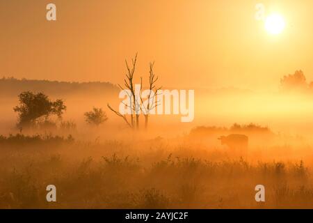 Brouillard dans la vallée du Zeverenbeek au lever du soleil, Belgique, Flandre Occidentale, Deinze, Zeverenbeek Banque D'Images