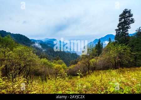 Vue panoramique sur le paysage de la montagne boisée de l'Himalaya dans les nuages avec les conifères verts dans la brume Banque D'Images