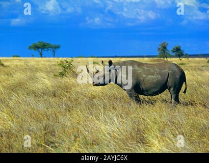 Rhinocéros noirs, rhinocéros accro, rhinocéros de navigation (Diceros bicornis), debout dans la savane, vue latérale, Afrique Banque D'Images