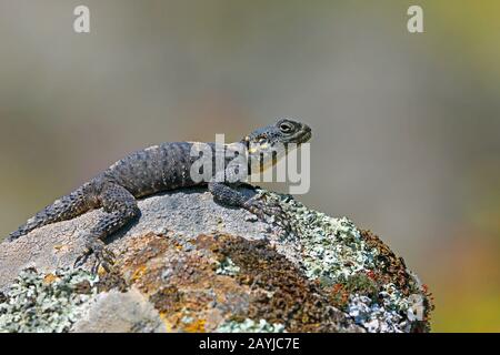 Roughtail rock agama, Hardun (Stellagama stellio, Agama stellio, Stellio stellio, Laudakia stellio), assis sur un rocher, Grèce, Lesbos Banque D'Images