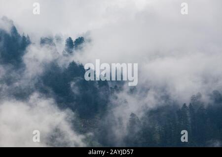 Vue panoramique sur le paysage de la montagne boisée dans les nuages avec les conifères verts dans la brume Banque D'Images