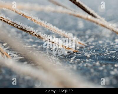 Cristaux de glace sur roseau gelée sur la couverture de glace du lac gelé Banque D'Images