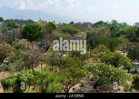 L'ancien jardin du monastère, maintenant entretenu comme un jardin ethnobotanique à côté de l'église de Santo Domingo de Guzman dans la ville d'Oaxaca de Juarez, Banque D'Images