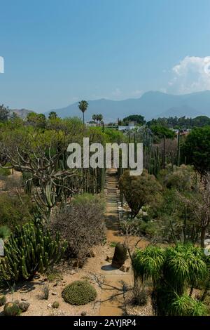 L'ancien jardin du monastère, maintenant entretenu comme un jardin ethnobotanique à côté de l'église de Santo Domingo de Guzman dans la ville d'Oaxaca de Juarez, Banque D'Images