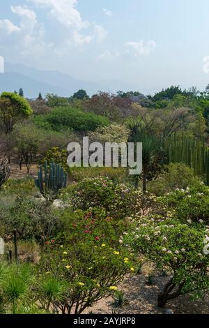 L'ancien jardin du monastère, maintenant entretenu comme un jardin ethnobotanique à côté de l'église de Santo Domingo de Guzman dans la ville d'Oaxaca de Juarez, Banque D'Images