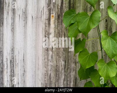 Feuille d'Ivy en forme de coeur sur la clôture faite de tuiles ondulées Banque D'Images