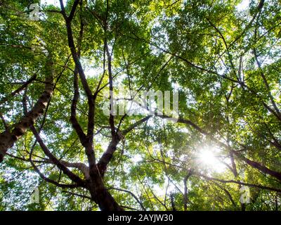 La lumière du soleil passant au crible les feuilles des grands arbres banyan Banque D'Images