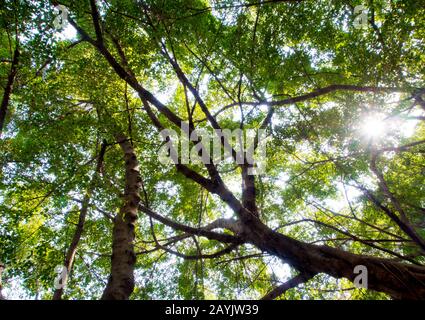 La lumière du soleil passant au crible les feuilles des grands arbres banyan Banque D'Images