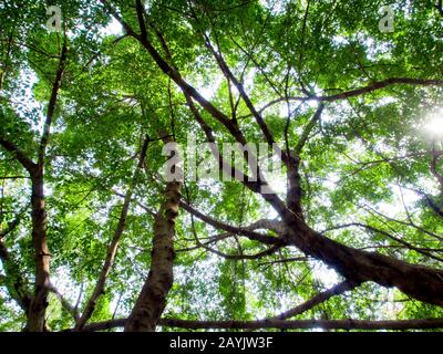 La lumière du soleil passant au crible les feuilles des grands arbres banyan Banque D'Images