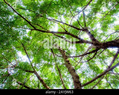 La lumière du soleil passant au crible les feuilles des grands arbres banyan Banque D'Images