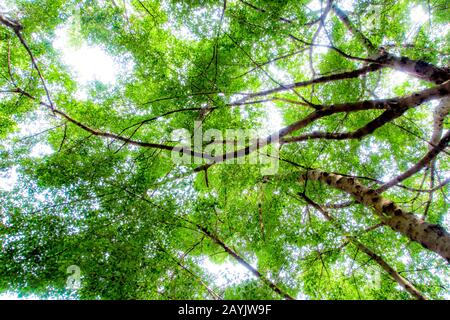 La lumière du soleil passant au crible les feuilles des grands arbres banyan Banque D'Images