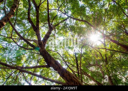 La lumière du soleil passant au crible les feuilles des grands arbres banyan Banque D'Images