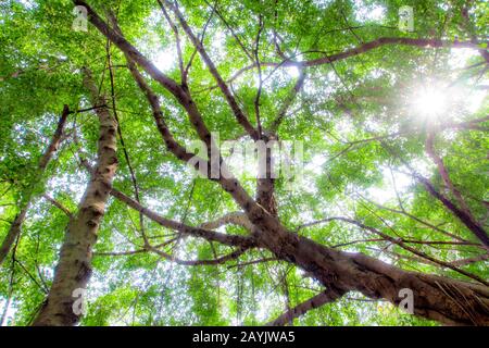 La lumière du soleil passant au crible les feuilles des grands arbres banyan Banque D'Images