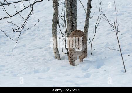 Un lynx eurasien (Lynx lynx) marche dans la neige dans un parc animalier du nord de la Norvège. Banque D'Images
