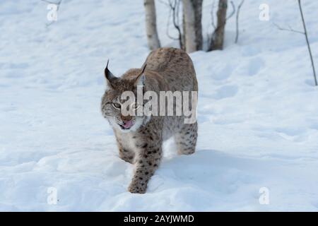 Un lynx eurasien (Lynx lynx) marche dans la neige dans un parc animalier du nord de la Norvège. Banque D'Images