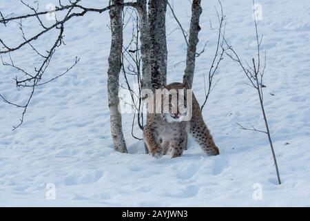Un lynx eurasien (Lynx lynx) marche dans la neige dans un parc animalier du nord de la Norvège. Banque D'Images