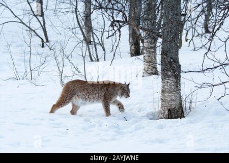 Un lynx eurasien (Lynx lynx) marche dans la neige dans un parc animalier du nord de la Norvège. Banque D'Images