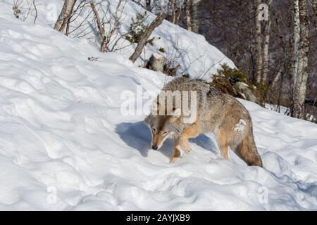 Un loup gris (Canis lupus) marche dans la neige dans un parc animalier du nord de la Norvège. Banque D'Images