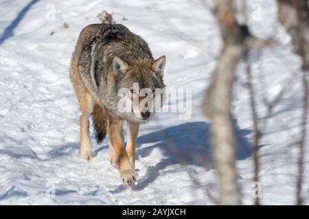 Un loup gris (Canis lupus) marche dans la neige dans un parc animalier du nord de la Norvège. Banque D'Images