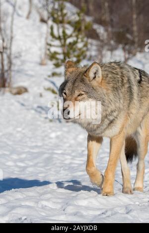 Un loup gris (Canis lupus) marche dans la neige dans un parc animalier du nord de la Norvège. Banque D'Images