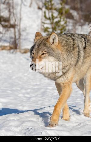 Un loup gris (Canis lupus) marche dans la neige dans un parc animalier du nord de la Norvège. Banque D'Images