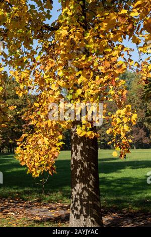 Parc Monza, Lombardie, Italie: Le feuillage en octobre Banque D'Images