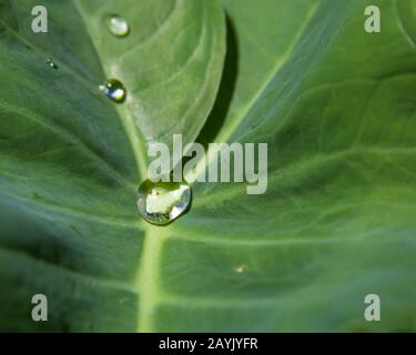 Xanthosoma est un genre de plantes à fleurs de la famille des aromes, les Araceae. Le genre est natif de l'Amérique tropicale mais largement cultivé et naturalisé i Banque D'Images