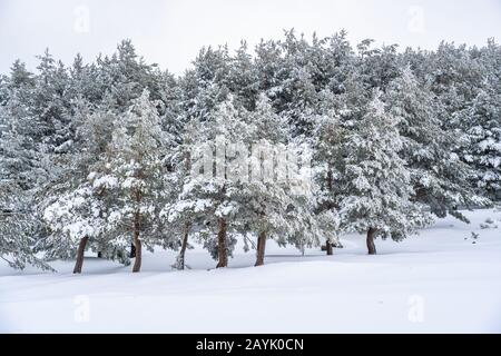 Forêt de pins enneigés à Guadarrama Banque D'Images