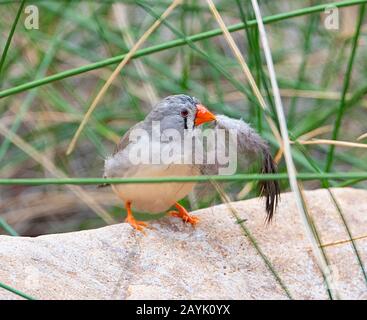 Zèbre Finch (Poephila guttata ou Taenopygia guttata) avec une plume dans son bec Banque D'Images