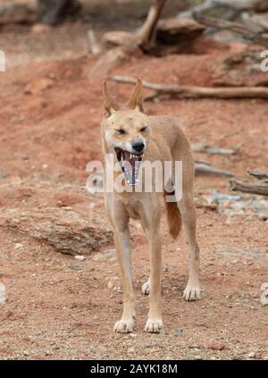 Vue verticale d'un auvent de Dingo (Canis familiaris dingo ou Canis lupus dingo) Banque D'Images