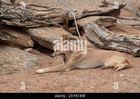 Dingo allongé et bâillant (Canis familiaris dingo ou Canis lupus dingo) Banque D'Images