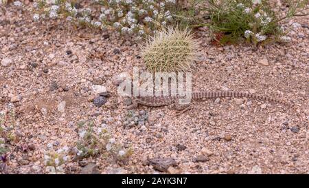 Gros plan sur Desert Iguana (Dipsosaurus dorsalis) se posant sur un terrain sur Joshua Tree National Park, Californie Banque D'Images
